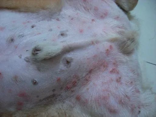 狗狗湿疹的症状治疗及预防