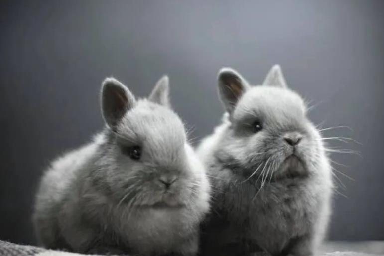 荷兰侏儒兔是好的家庭宠物吗？