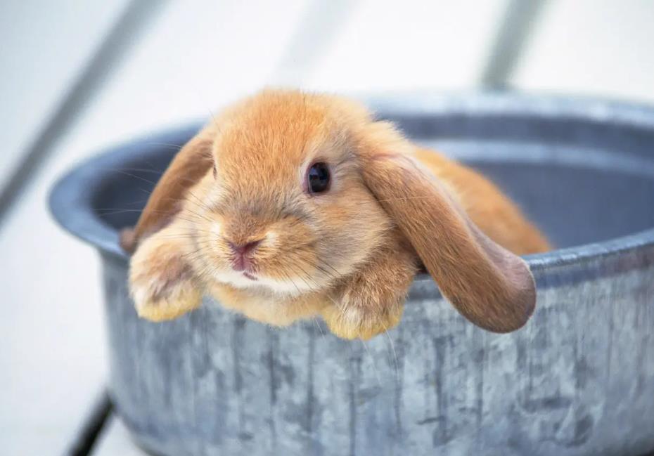 如何饲养荷兰垂耳兔？