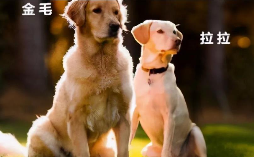 为什么养拉布拉多犬的人比金毛犬多？