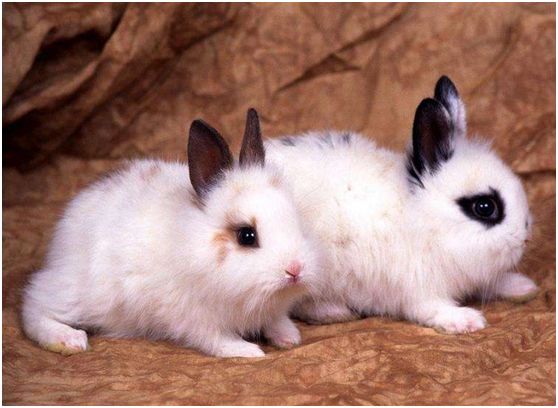 海棠兔品种介绍及饲养注意事项