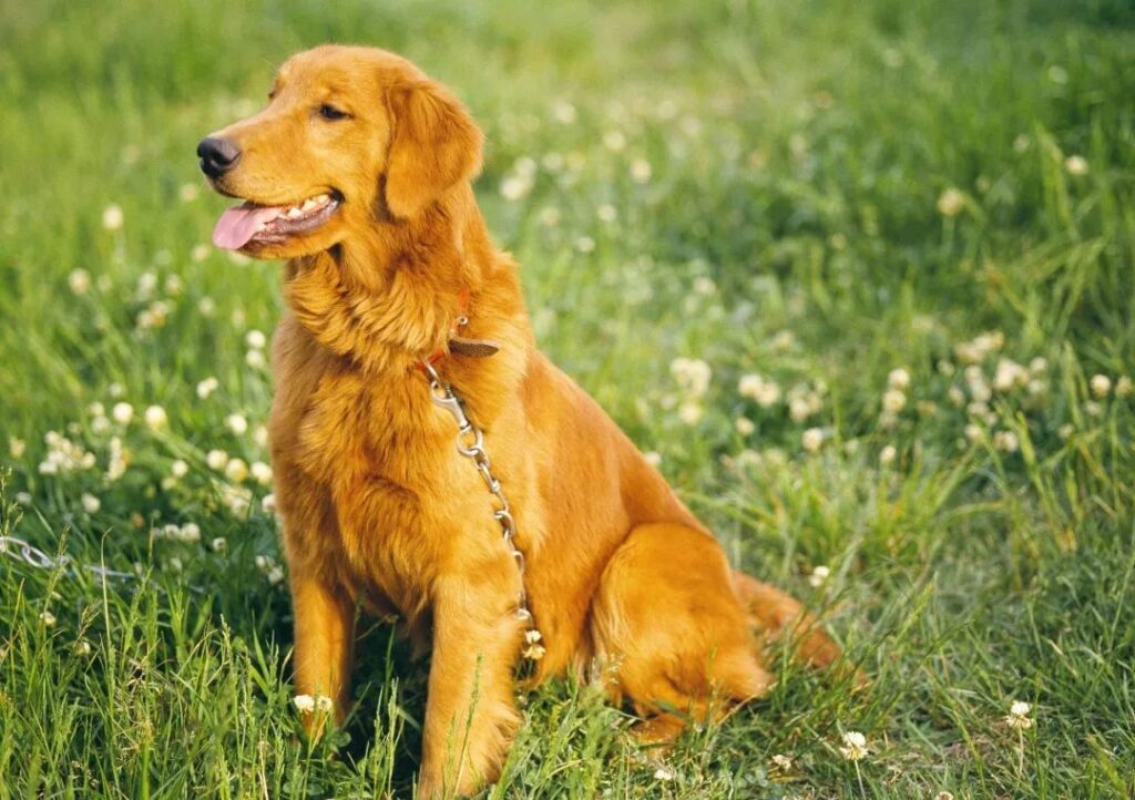 如何去挑选一只纯种的金毛犬，挑选金毛的八大步骤？