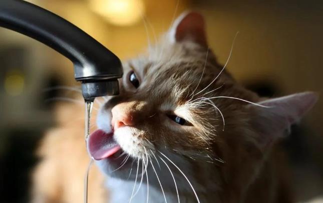 公猫尿闭死亡率高吗，猫咪尿闭还能治好么？