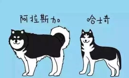 阿拉斯加犬和哈士奇该怎么区分？