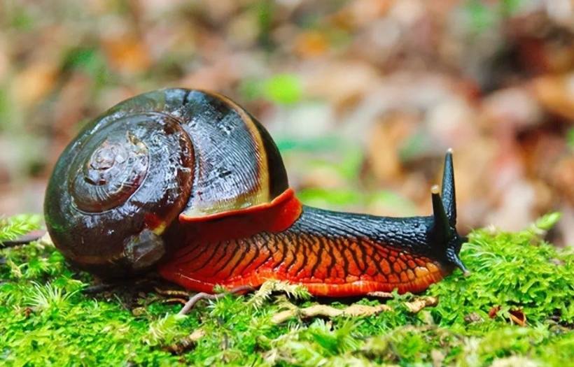 世界上十大最漂亮的蜗牛排名
