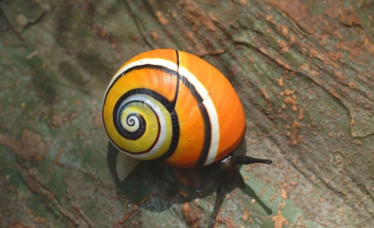 世界上十大最漂亮的蜗牛排名