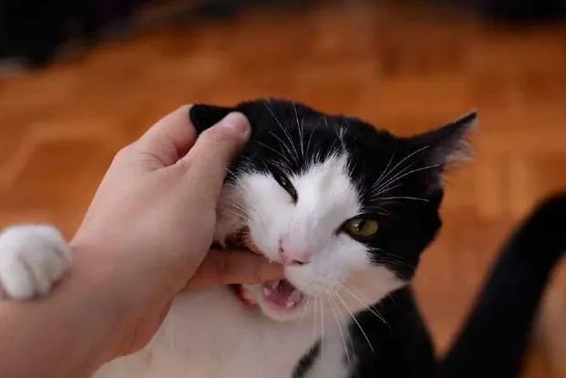 猫咪咬人该怎么管教？