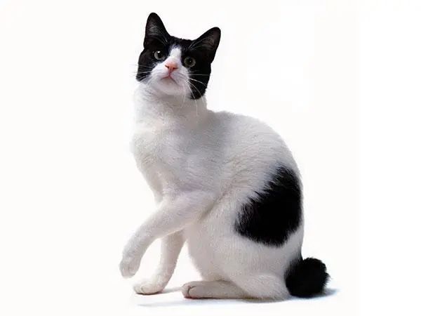 日本短尾猫多少钱一只？日本短尾猫怎么饲养？