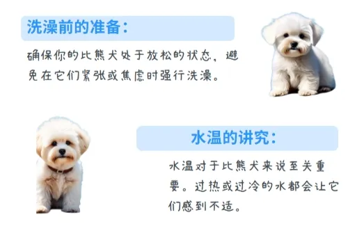 如何给比熊犬洗澡？比熊犬洗澡全攻略