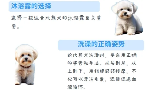 如何给比熊犬洗澡？比熊犬洗澡全攻略